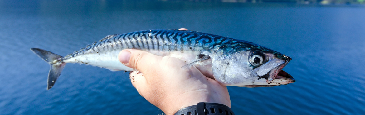 Sortie de Pêche Réussie au Grau du Roi