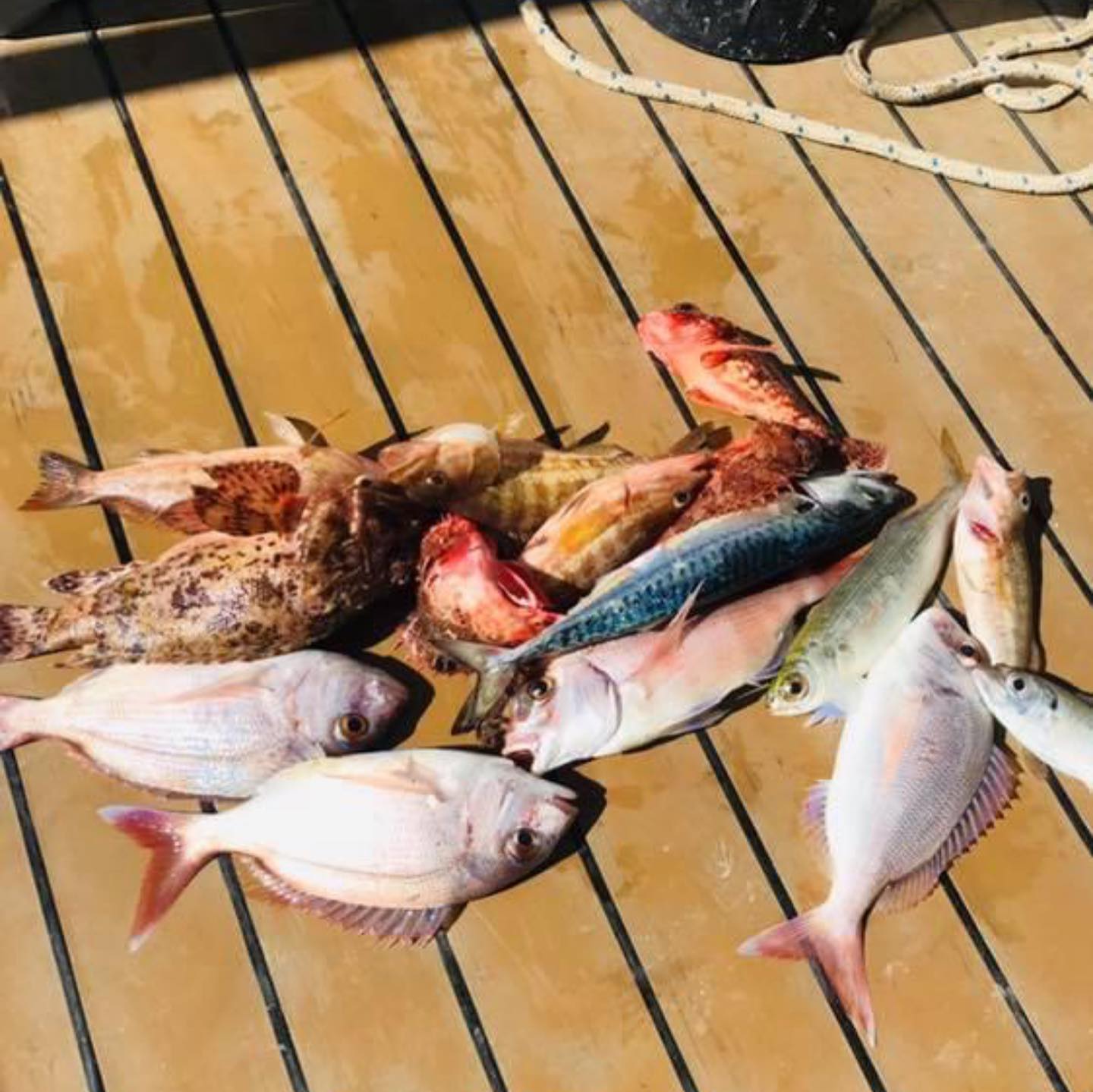 Pêche en mer Camargue à bord du Providence