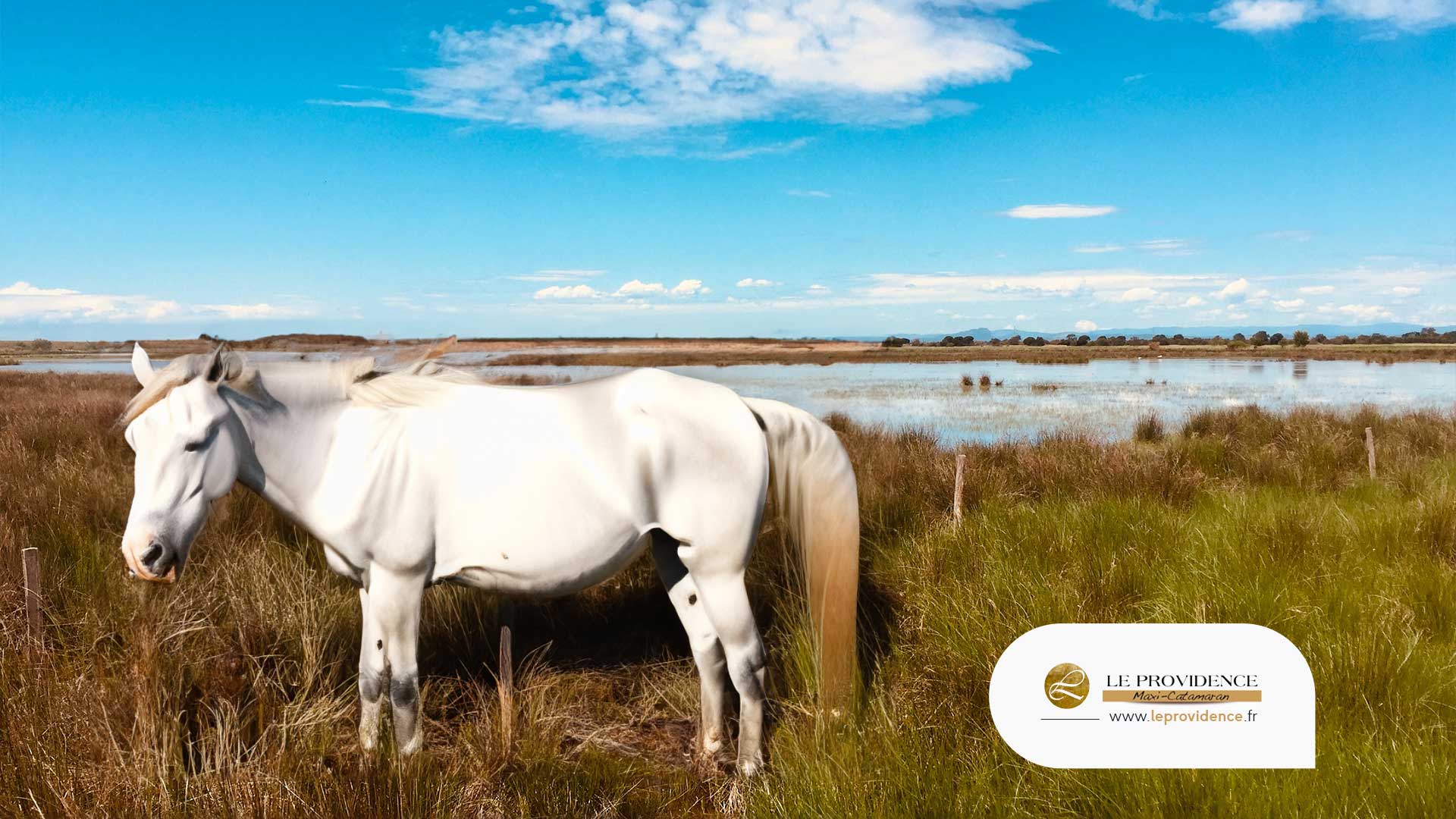 cheval-blanc-de-camargue