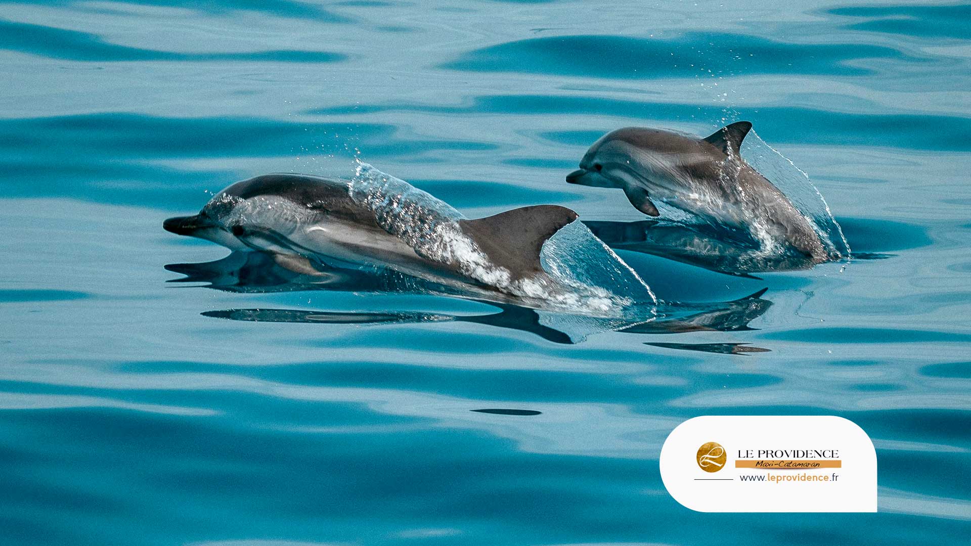 Team building Camargue : observation du grand dauphin