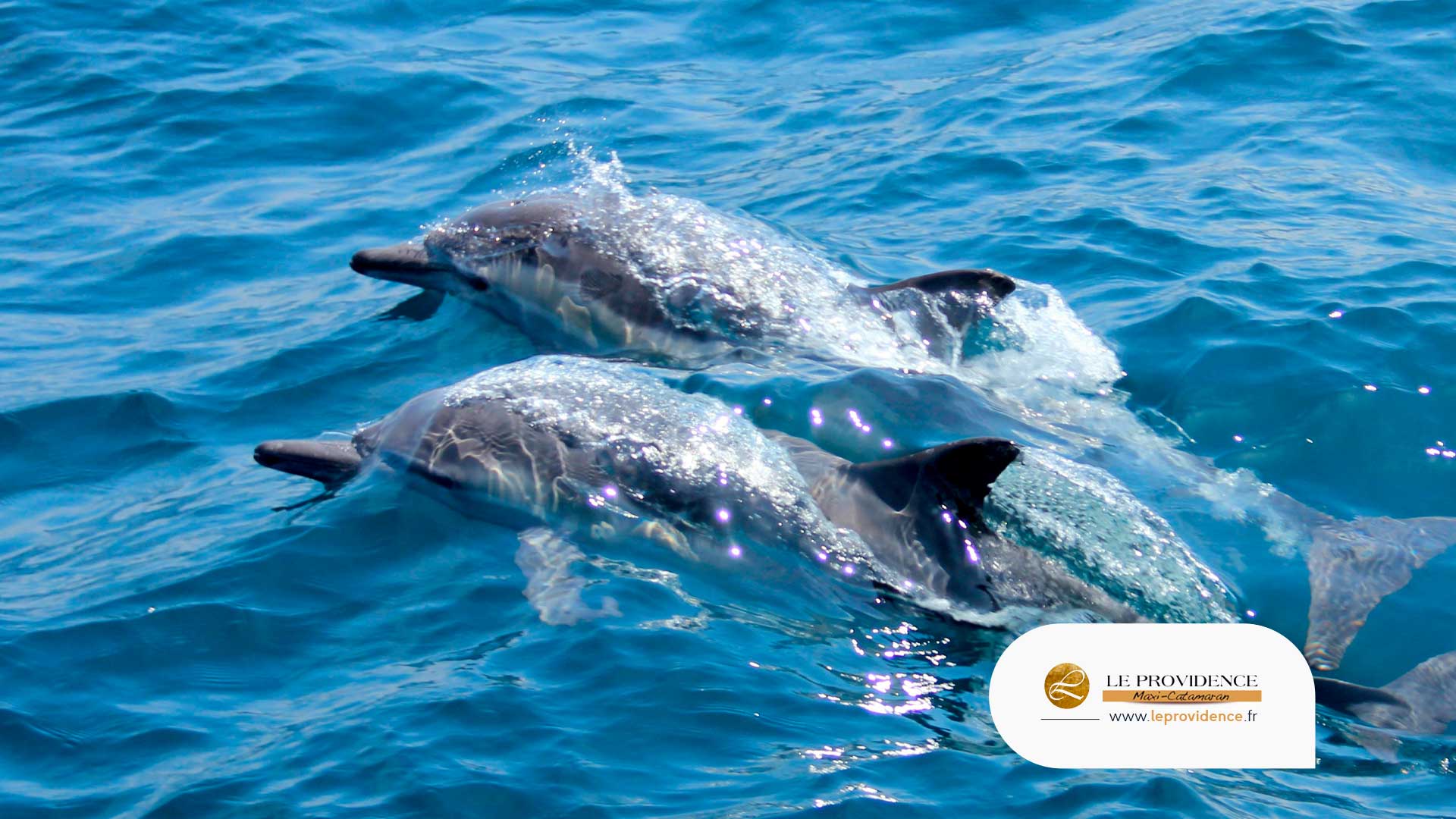 Découverte du Grand dauphin baies d'Aigues Mortes