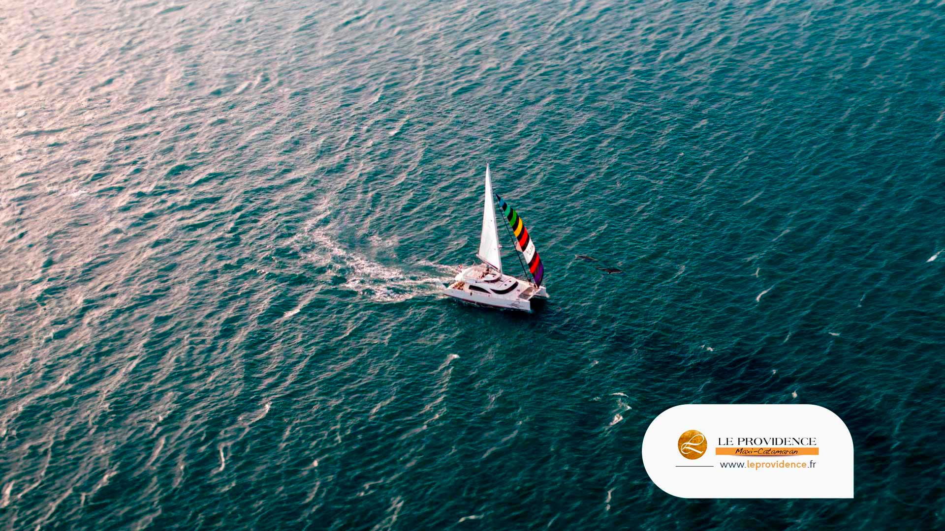 Observer les dauphins au large du Grau du Roi