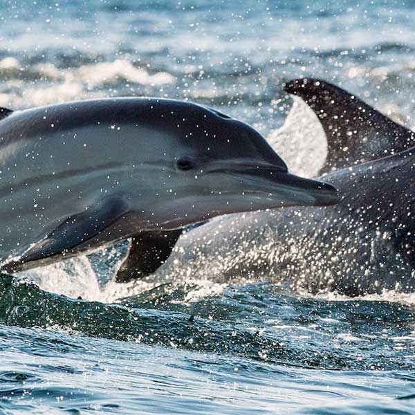 Découverte du grand dauphin en Camargue