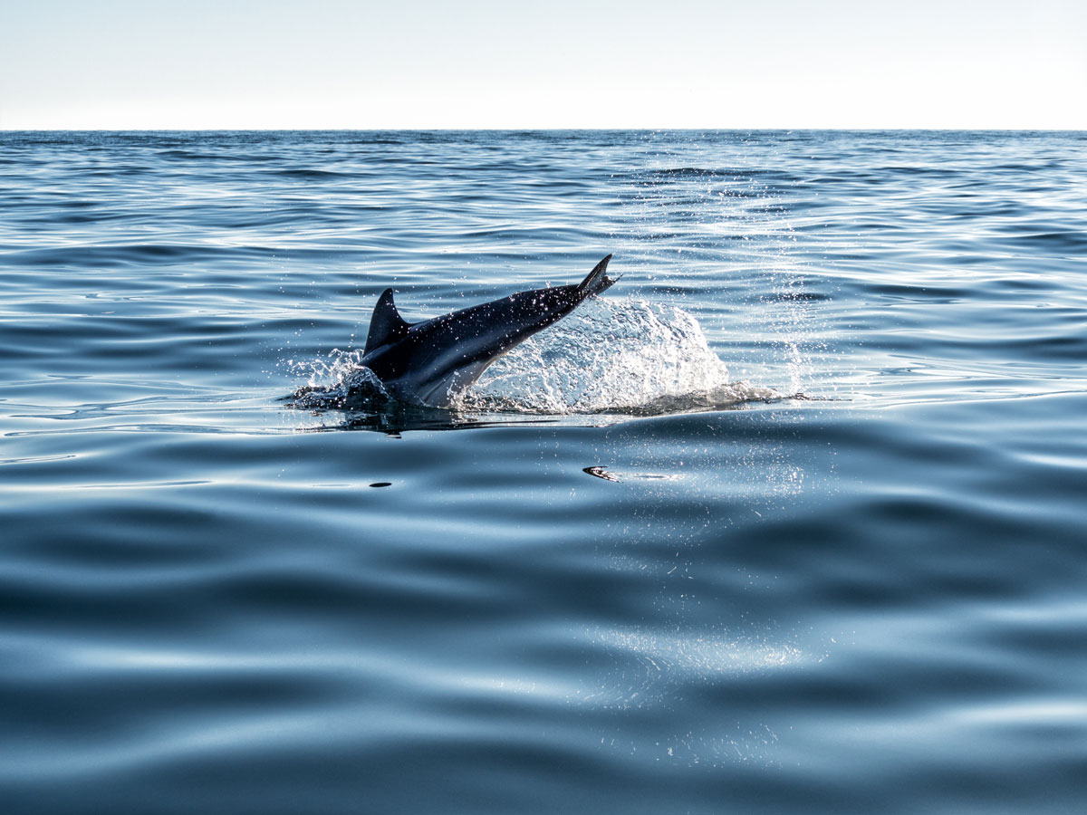 Observation du Grand Dauphin, baies d'Aigues Mortes