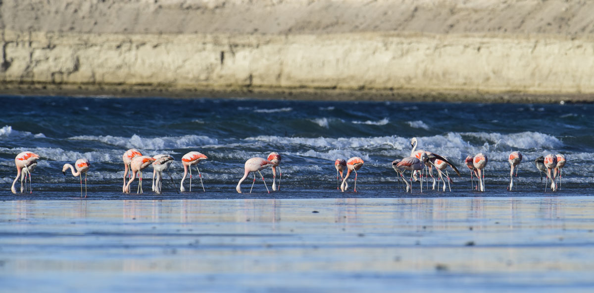 Faune marine de la Camargue