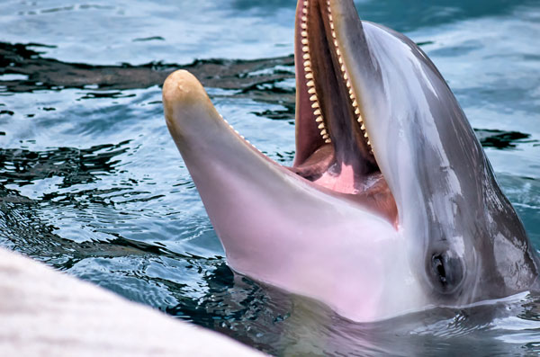 Rencontre avec les dauphins