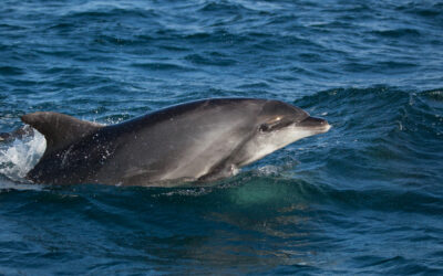 Quand et où voir les dauphins en Méditerranée ? (avec nos conseils d’experts)