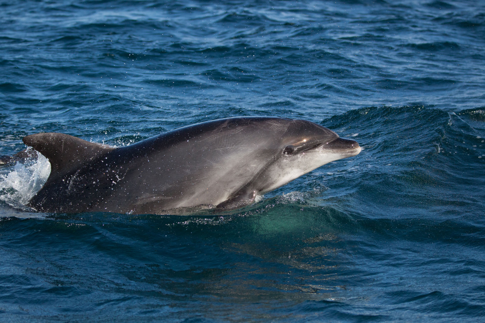 dauphins-en-Méditerranée-1 Dauphins en Méditerranée