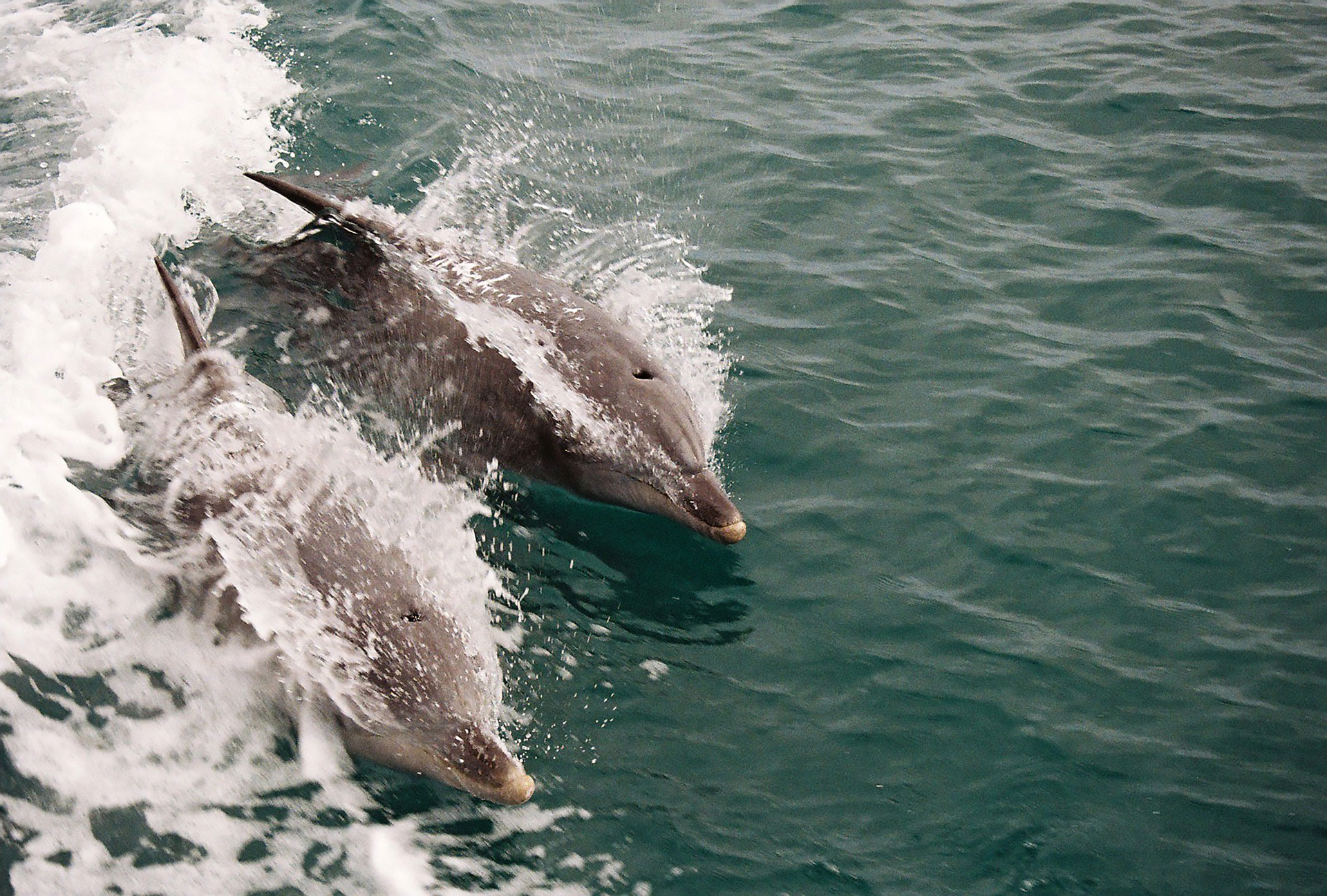 Dauphins en Méditerranée