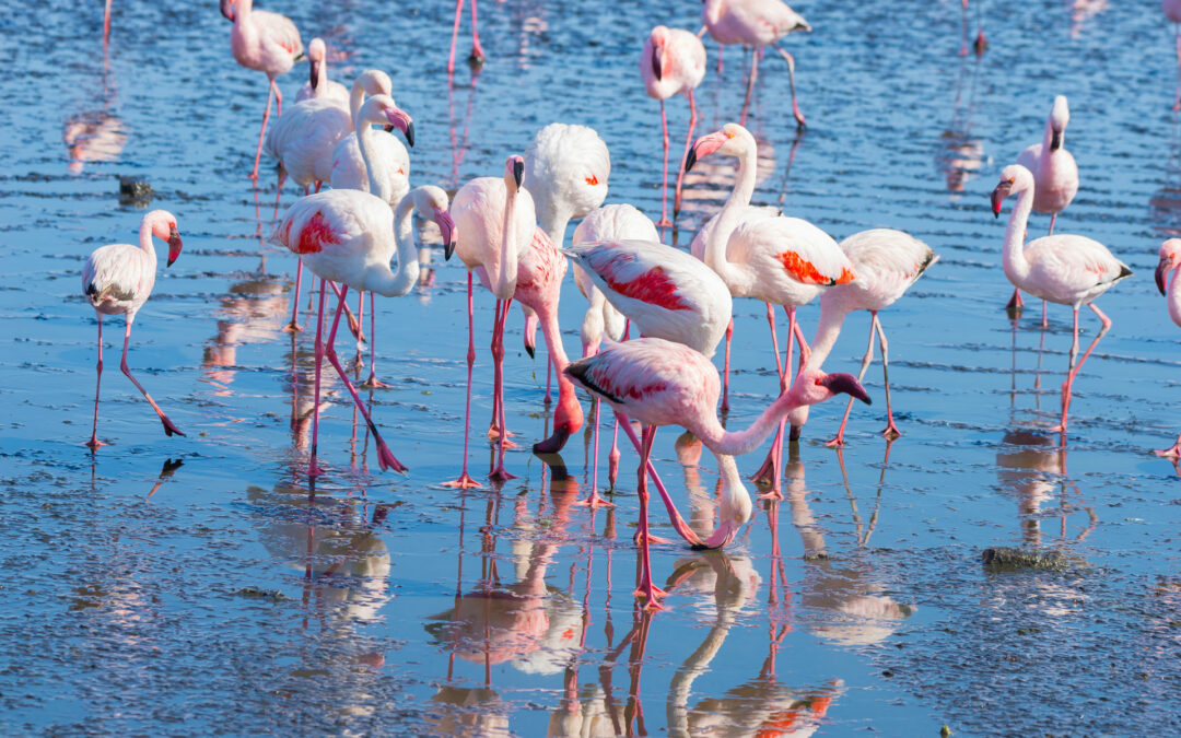 De Port Camargue aux étangs : les plus beaux parcours en bateau au Grau du Roi
