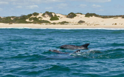 Blog - catamaran le providence au grau du roi Sortie dauphins Grau-du-Roi : prix, durée, conseils